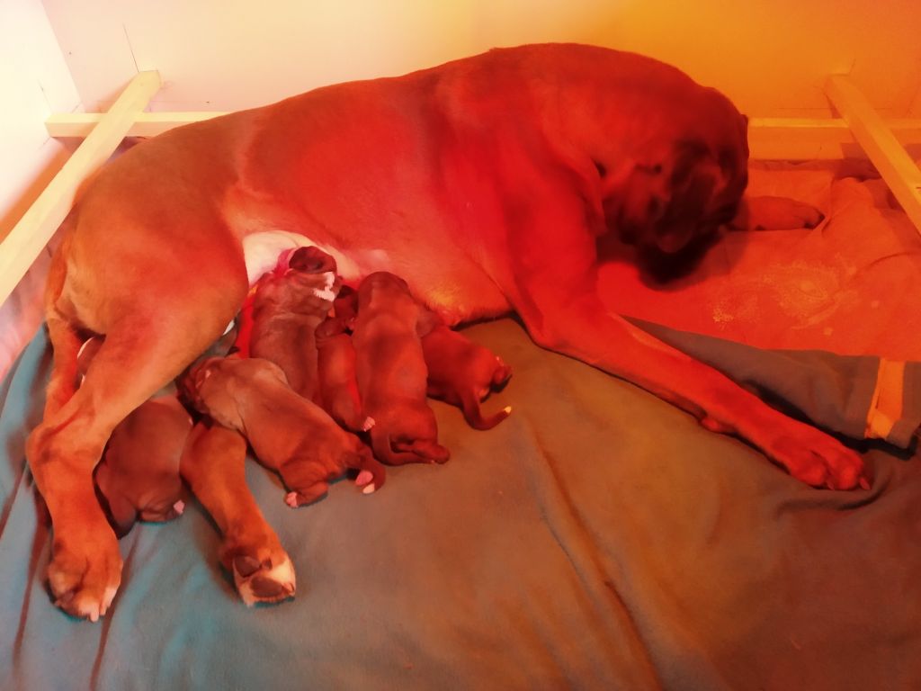 des terres d'Artois - Chiots disponibles