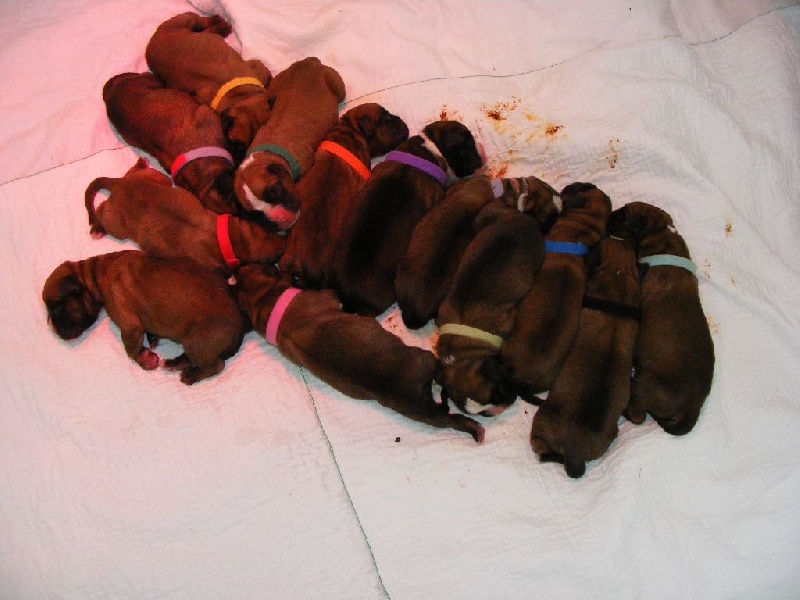 Chiot Boxer des terres d'Artois